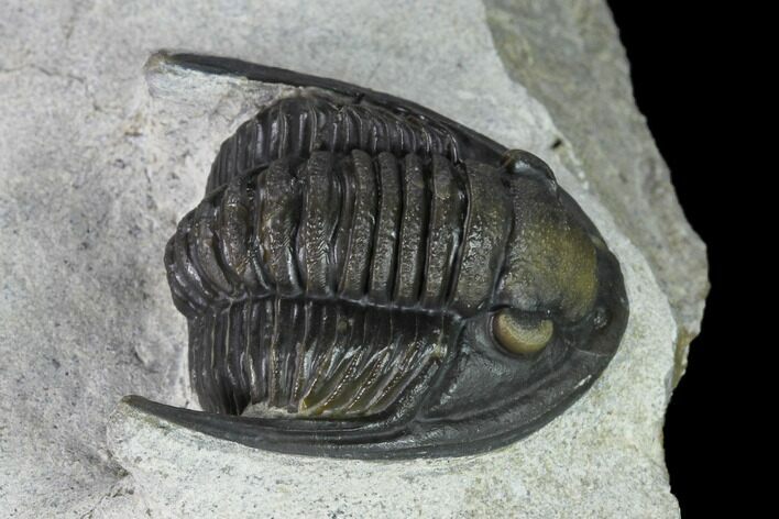 Cornuproetus Trilobite Fossil - Issoumour, Morocco #165897